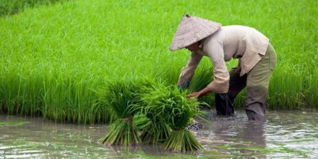 Nasib Petani, Kian Miris di Negeri Agraris